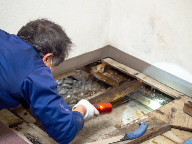 Best Attic Mold Removal  in Greenacres, FL