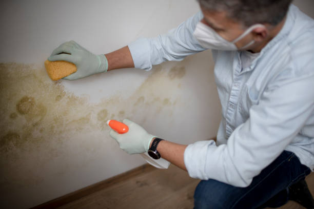 Best Black Mold Removal  in Greenacres, FL